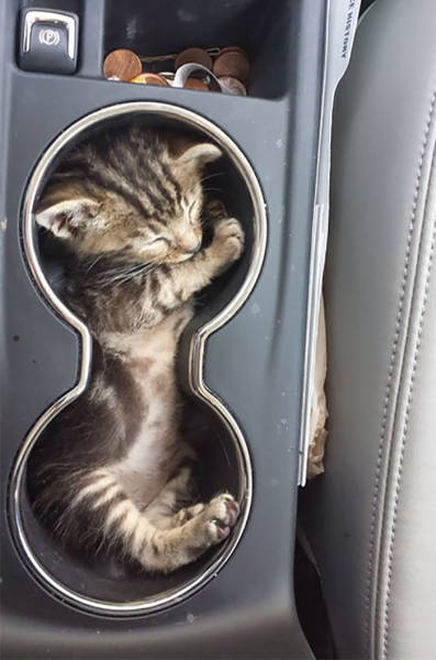 If It Fits, I Sits