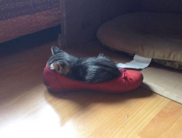 If It Fits, I Sits