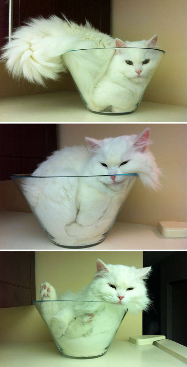 If It Fits, I Sits