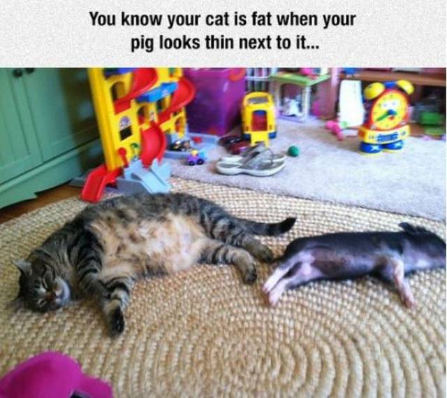 Daily Picdump