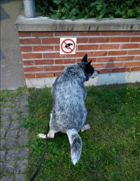 daily picdump 96 pics 8.html - 96 HD Photos | Premium Gallery 2017
