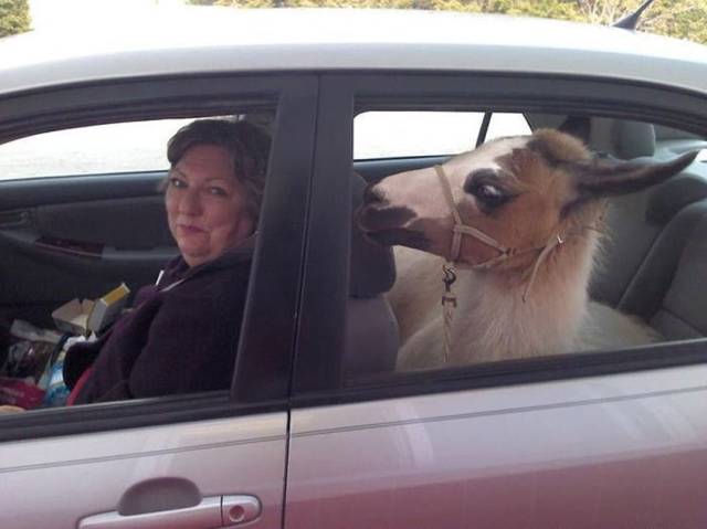 daily picdump 96 pics 39.html - 96 HD Photos | Premium Gallery 2017