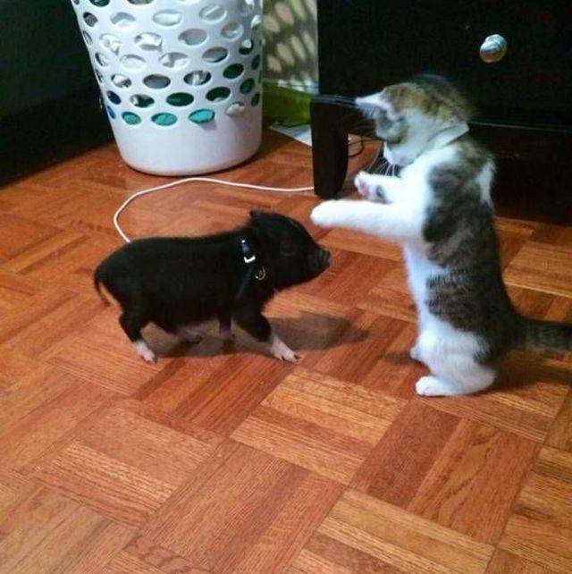 daily picdump 95 pics 35.html - 95 HD Photos | Premium Gallery 2017