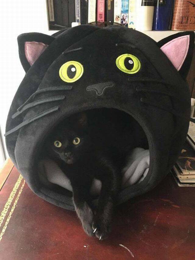 daily picdump 95 pics 35.html - 95 HD Photos | Premium Gallery 2017