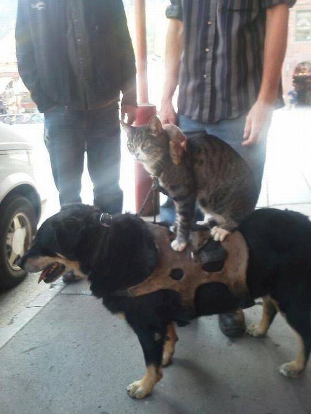 daily picdump 95 pics 35.html - 95 HD Photos | Premium Gallery 2017