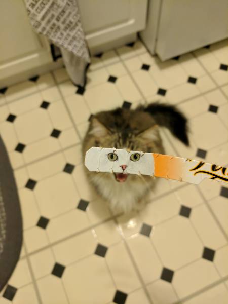 Morning Picdump