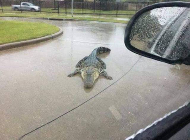 daily picdump 95 pics 34.html - 95 HD Photos | Premium Gallery 2017