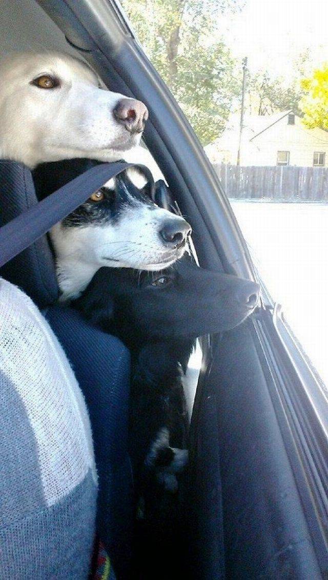 daily picdump 97 pics 9.html - 97 HD Photos | Premium Gallery 2017