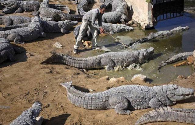 daily picdump 95 pics 5.html - 95 HD Photos | Premium Gallery 2017