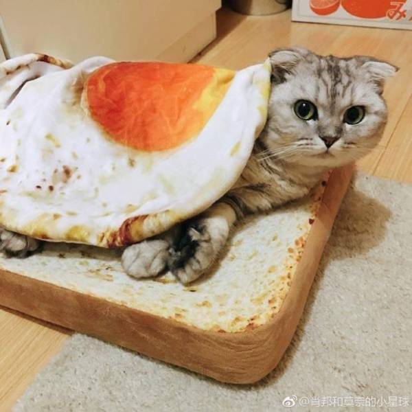 Morning Picdump