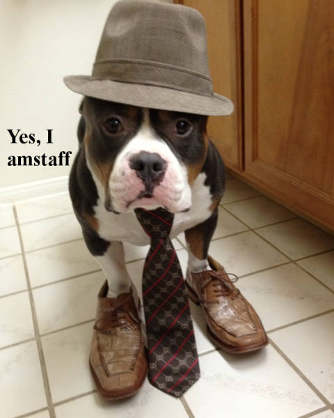 funny picdump 53 pics 14.html - 53 HD Photos | Premium Gallery 2017