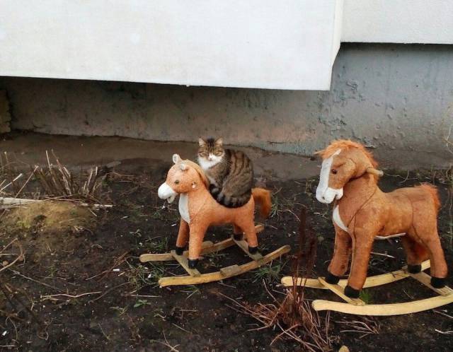 daily picdump 85 pics 6.html - 85 HD Photos | Premium Gallery 2017