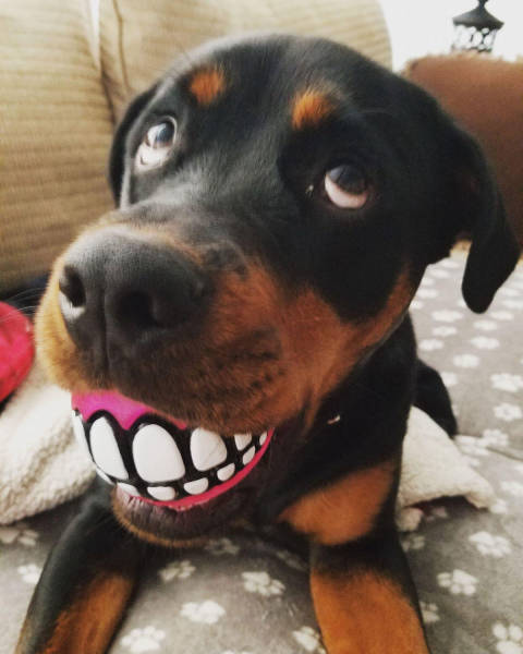 Daily Picdump [WEEKEND EDITION]