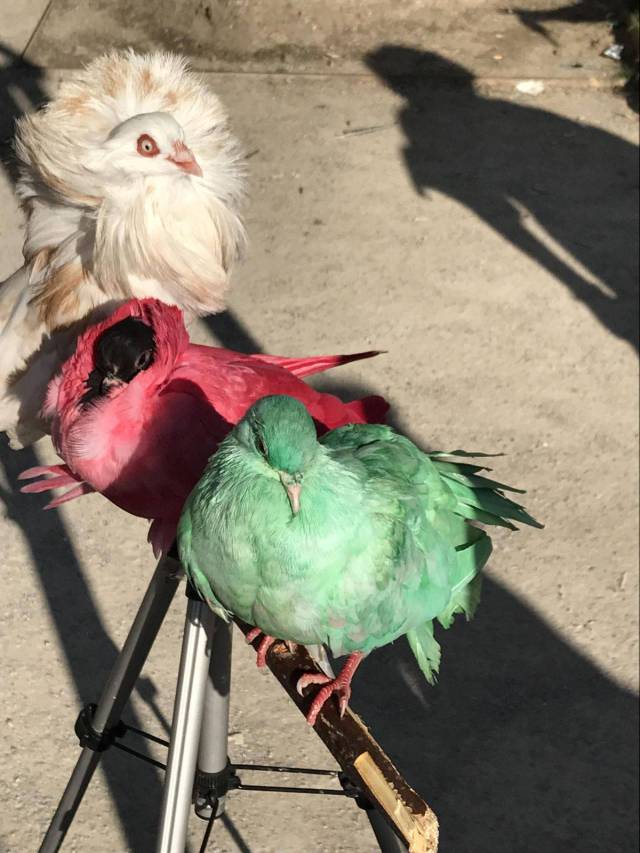 daily picdump 97 pics 34.html - 97 HD Photos | Premium Gallery 2017