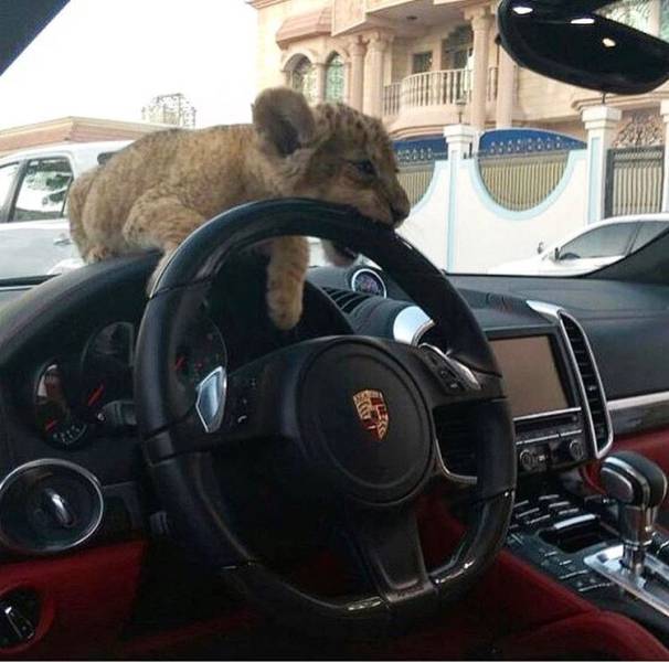 daily picdump 99 pics 9.html - 99 HD Photos | Premium Gallery 2017