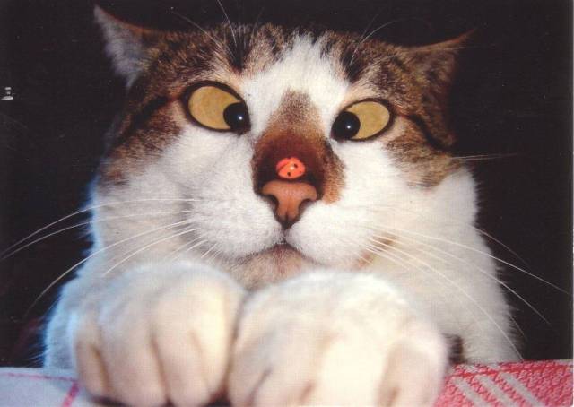 daily picdump 99 pics 9.html - 99 HD Photos | Premium Gallery 2017