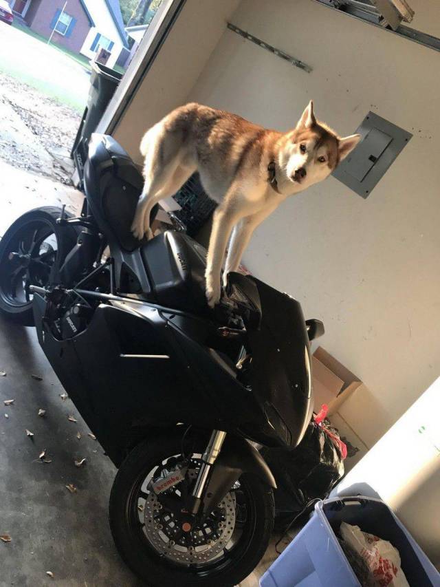 daily picdump 99 pics 9.html - 99 HD Photos | Premium Gallery 2017