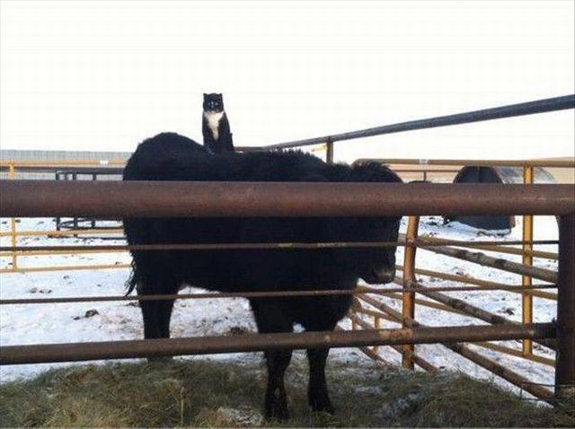 daily picdump 99 pics 16.html - 99 HD Photos | Premium Gallery 2017