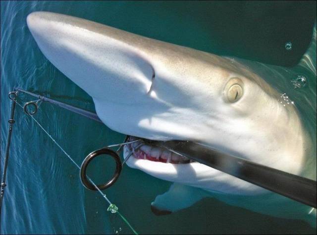 daily picdump 99 pics 16.html - 99 HD Photos | Premium Gallery 2017