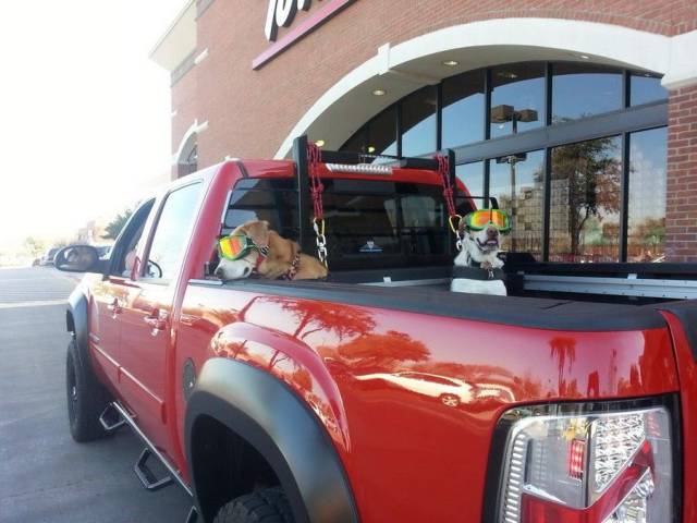 daily picdump 99 pics 16.html - 99 HD Photos | Premium Gallery 2017