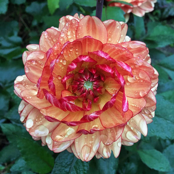 morning picdump 50 pics 17.html - 50 HD Photos | Premium Gallery 2017