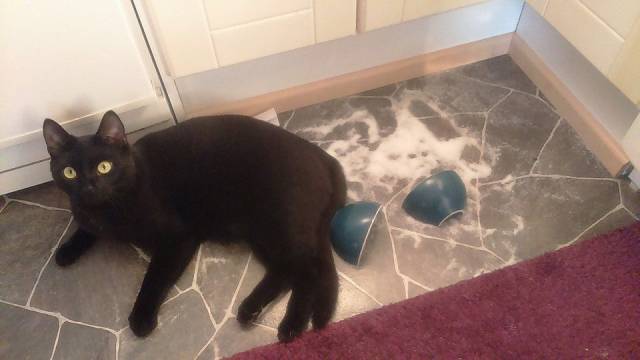 Daily Picdump [WEEKEND EDITION]