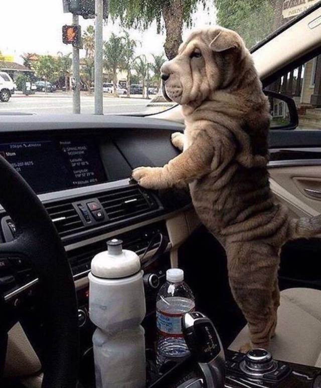 daily picdump 92 pics 20.html - 92 HD Photos | Premium Gallery 2017