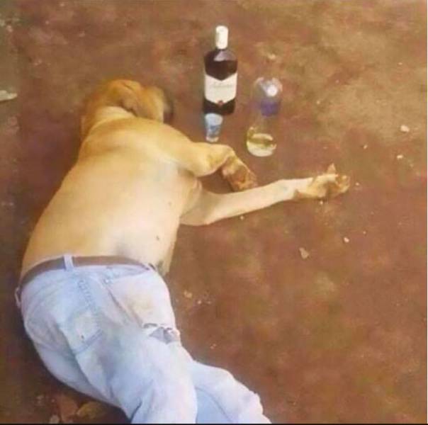 funny picdump 56 pics 22.html - 56 HD Photos | Premium Gallery 2017