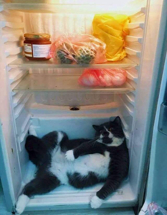 daily picdump 87 pics 42.html - 87 HD Photos | Premium Gallery 2017