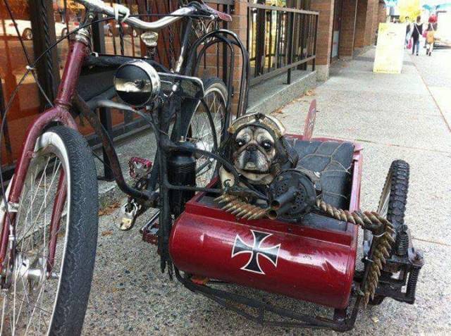 daily picdump 88 pics 2.html - 88 HD Photos | Premium Gallery 2017