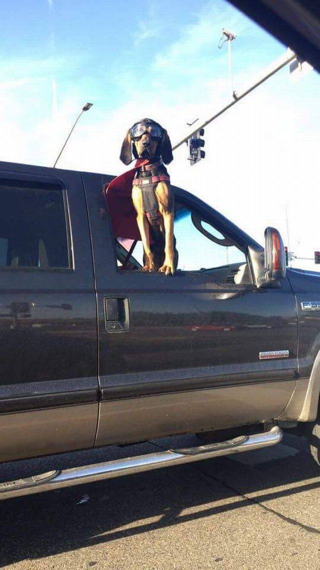 Daily Picdump