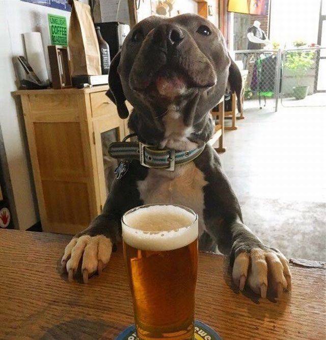 daily picdump weekend edition 68 pics 15.html - 68 HD Photos | Premium Gallery 2017
