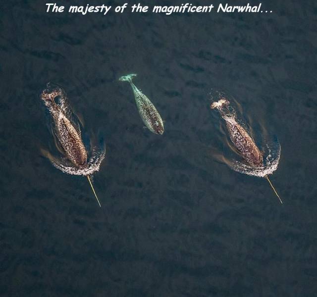 daily picdump 88 pics 12.html - 88 HD Photos | Premium Gallery 2017