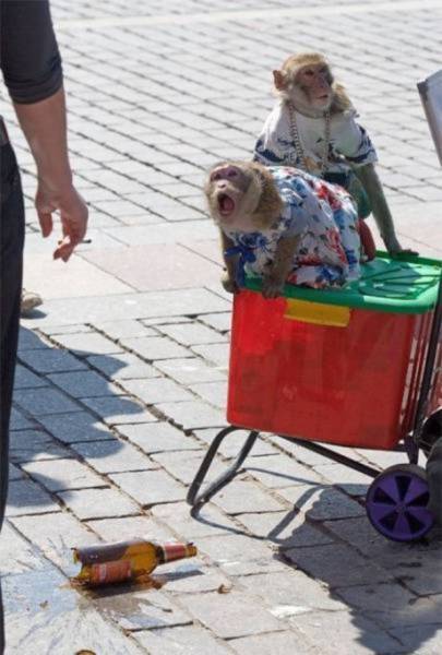 Hilarious Drunk and Wasted People