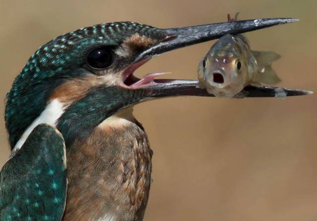 daily picdump 93 pics 35.html - 93 HD Photos | Premium Gallery 2017