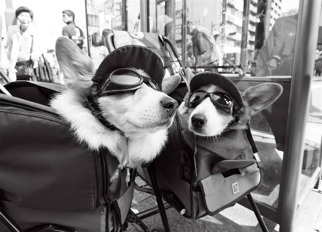 daily picdump 93 pics 35.html - 93 HD Photos | Premium Gallery 2017