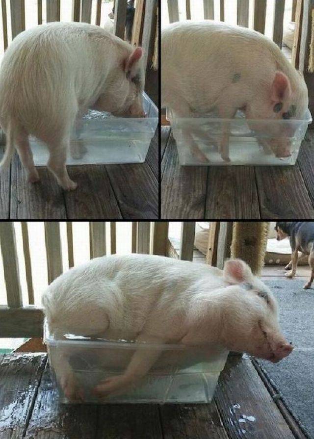 daily picdump 89 pics 35.html - 89 HD Photos | Premium Gallery 2017