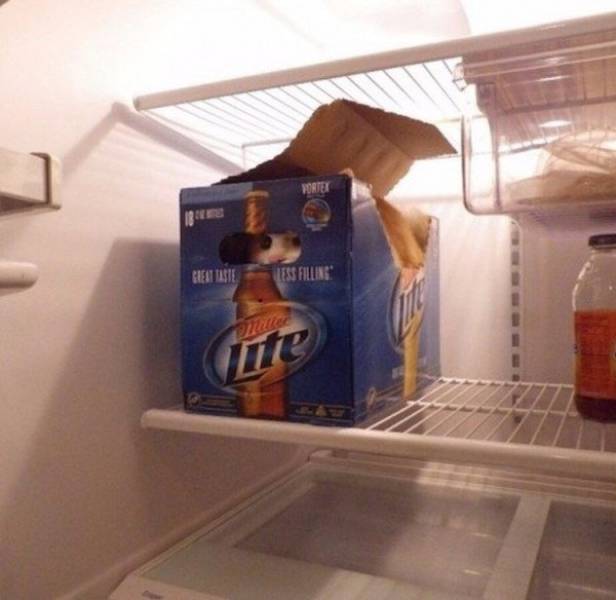 daily picdump weekend edition 54 pics 5.html - 54 HD Photos | Premium Gallery 2017