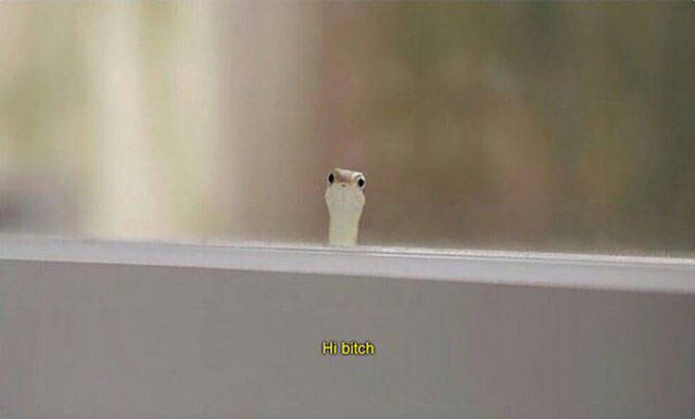 daily picdump weekend edition 54 pics 5.html - 54 HD Photos | Premium Gallery 2017