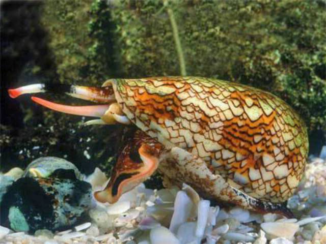 Australia: Yes Or No? Hard Decision!