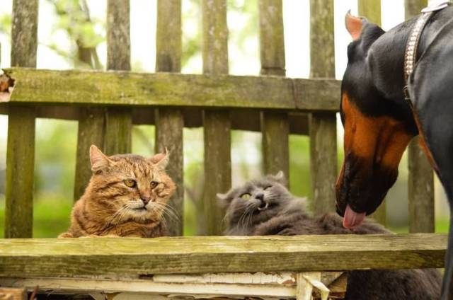 daily picdump 97 pics 31.html - 97 HD Photos | Premium Gallery 2017