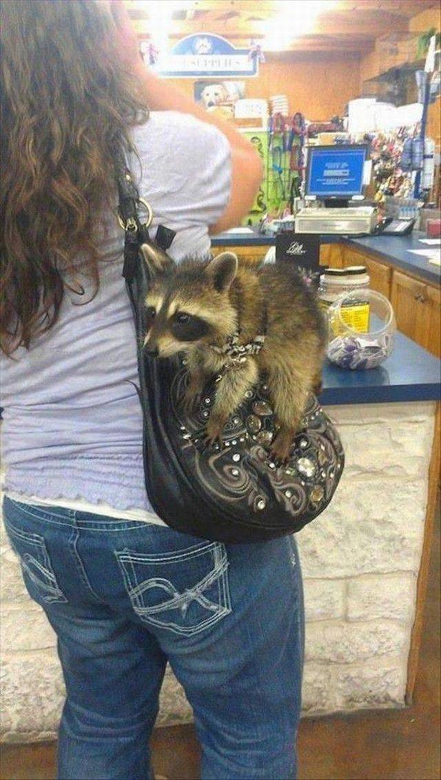 daily picdump 97 pics 31.html - 97 HD Photos | Premium Gallery 2017