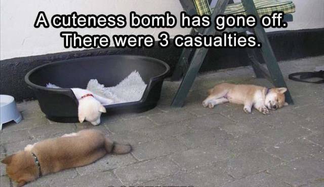 daily picdump weekend edition 68 pics 26.html - 68 HD Photos | Premium Gallery 2017