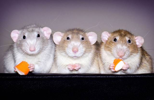 daily picdump weekend edition 68 pics 26.html - 68 HD Photos | Premium Gallery 2017