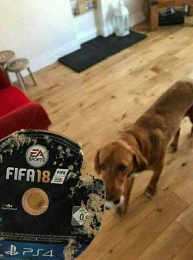 daily picdump weekend edition 68 pics 26.html - 68 HD Photos | Premium Gallery 2017