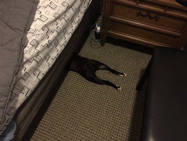 Morning Picdump