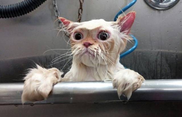 Daily Picdump [WEEKEND EDITION]