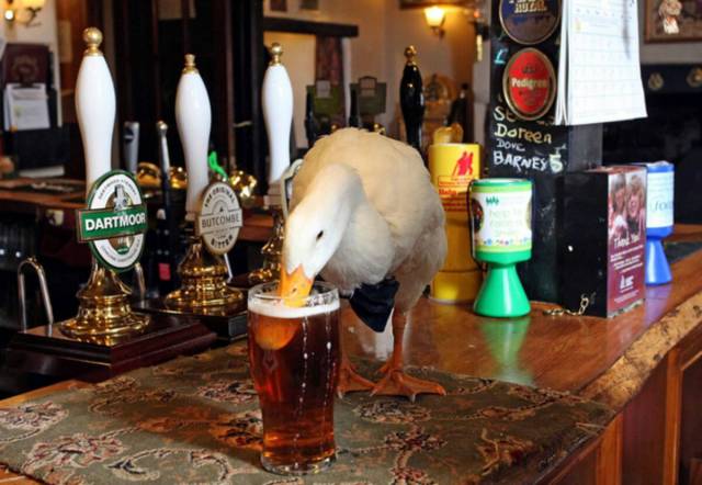 daily picdump 104 pics 12.html - 104 HD Photos | Premium Gallery 2017