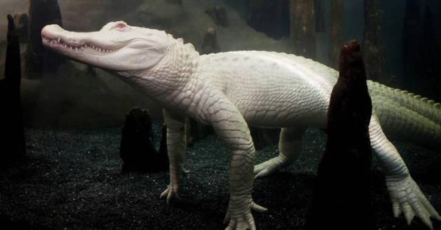 daily picdump 104 pics 12.html - 104 HD Photos | Premium Gallery 2017