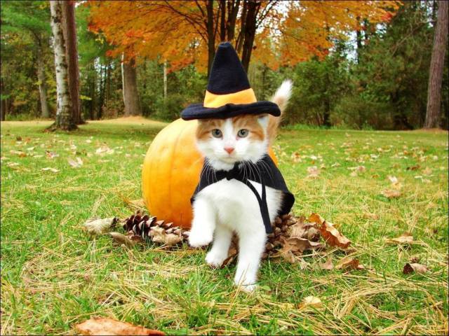 daily picdump 98 pics 13.html - 98 HD Photos | Premium Gallery 2017